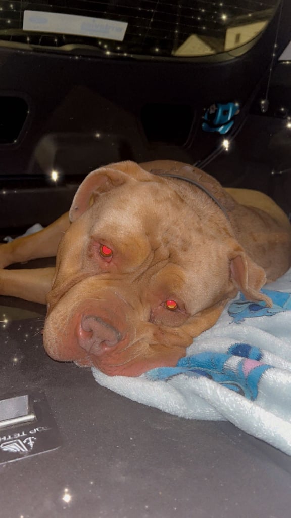 image for Dog open to offers need gone today 