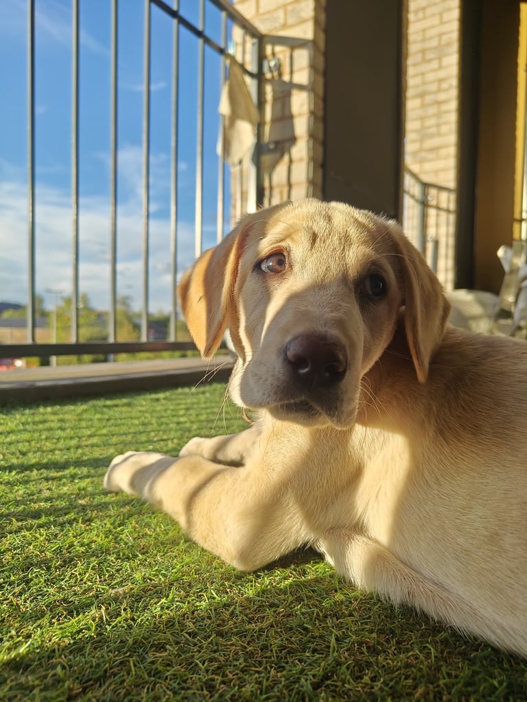 Beautiful Labrador puppy 🐶 