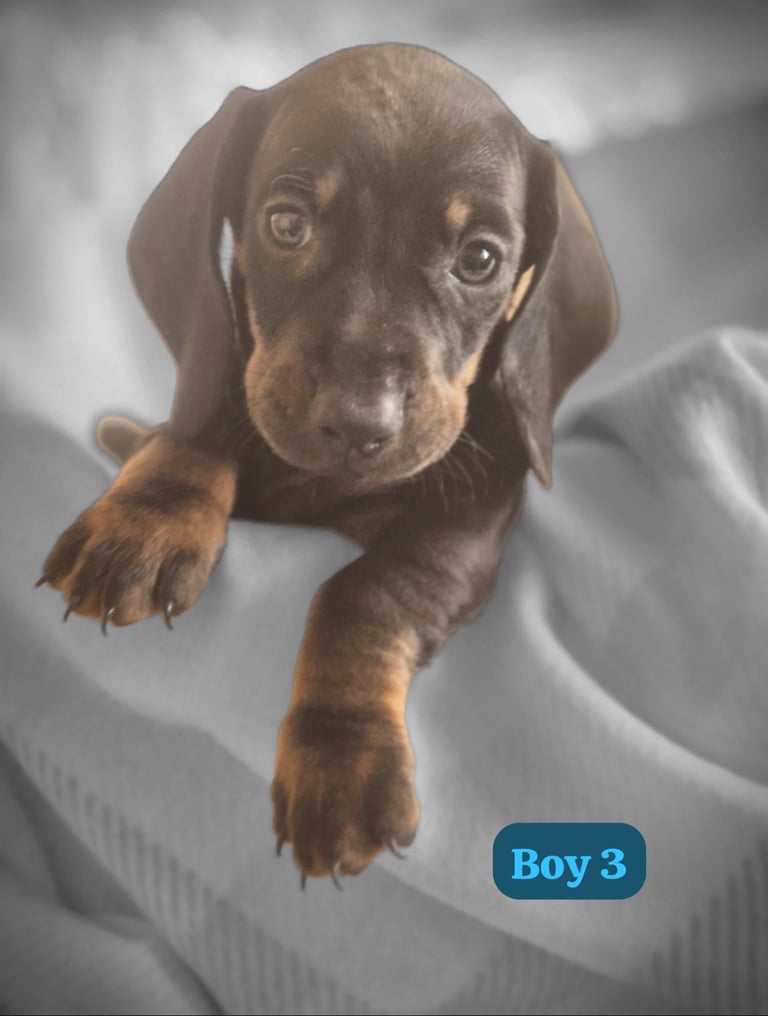 Dachshund Puppies