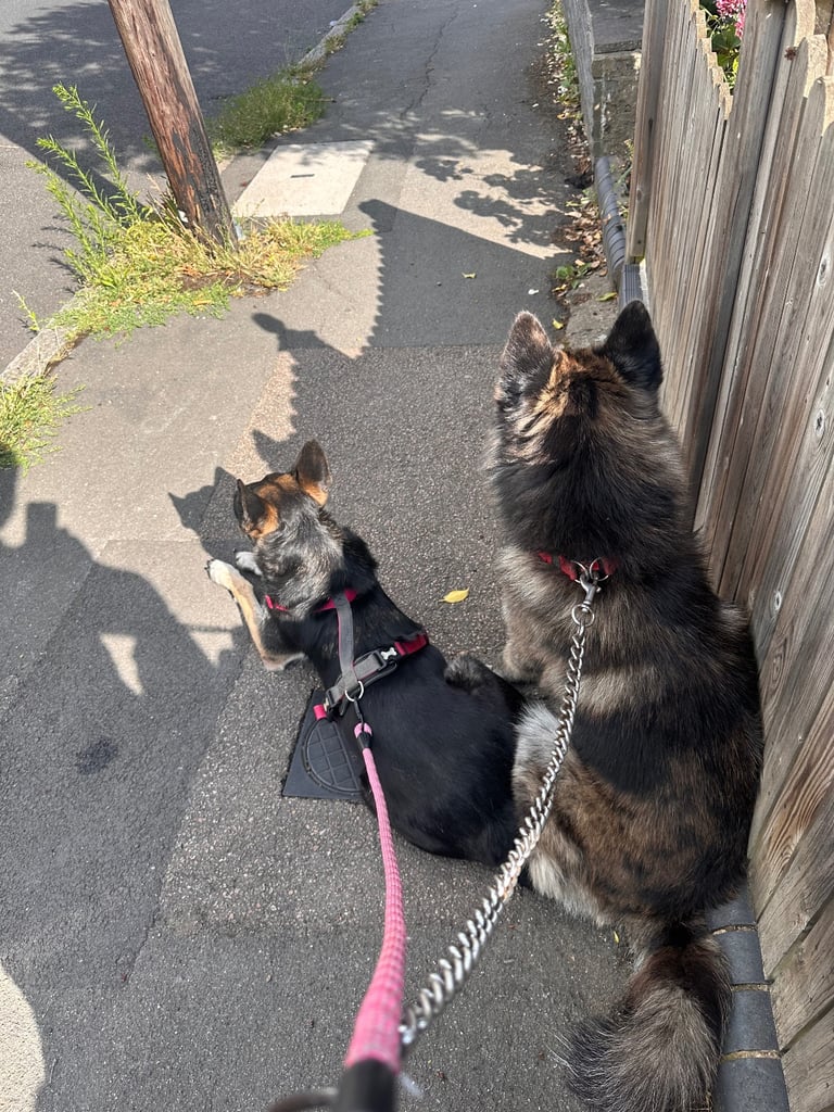 Beautiful German Shepherd × Chow × Alaskan Malamute Girl 