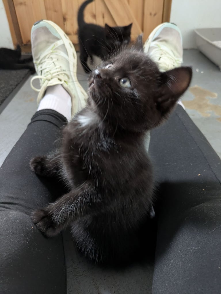 5 black kittens for sale xx