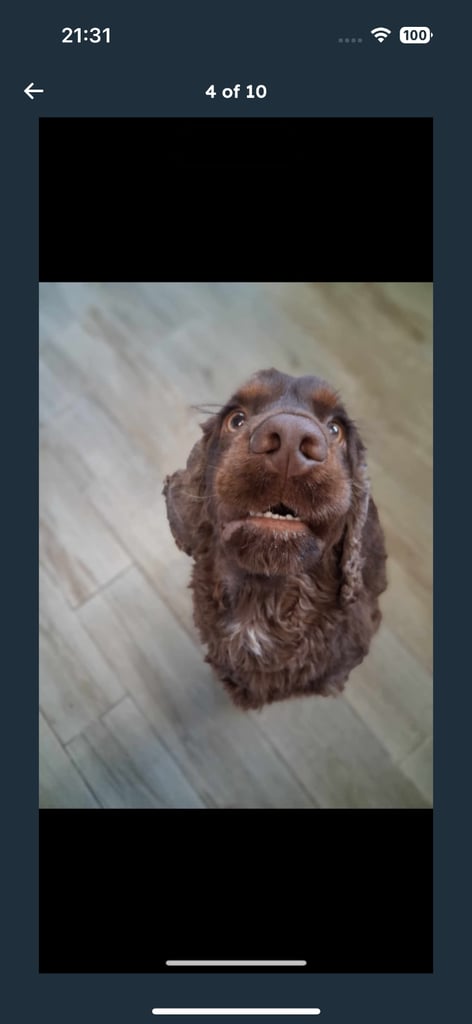Cocker spaniel 