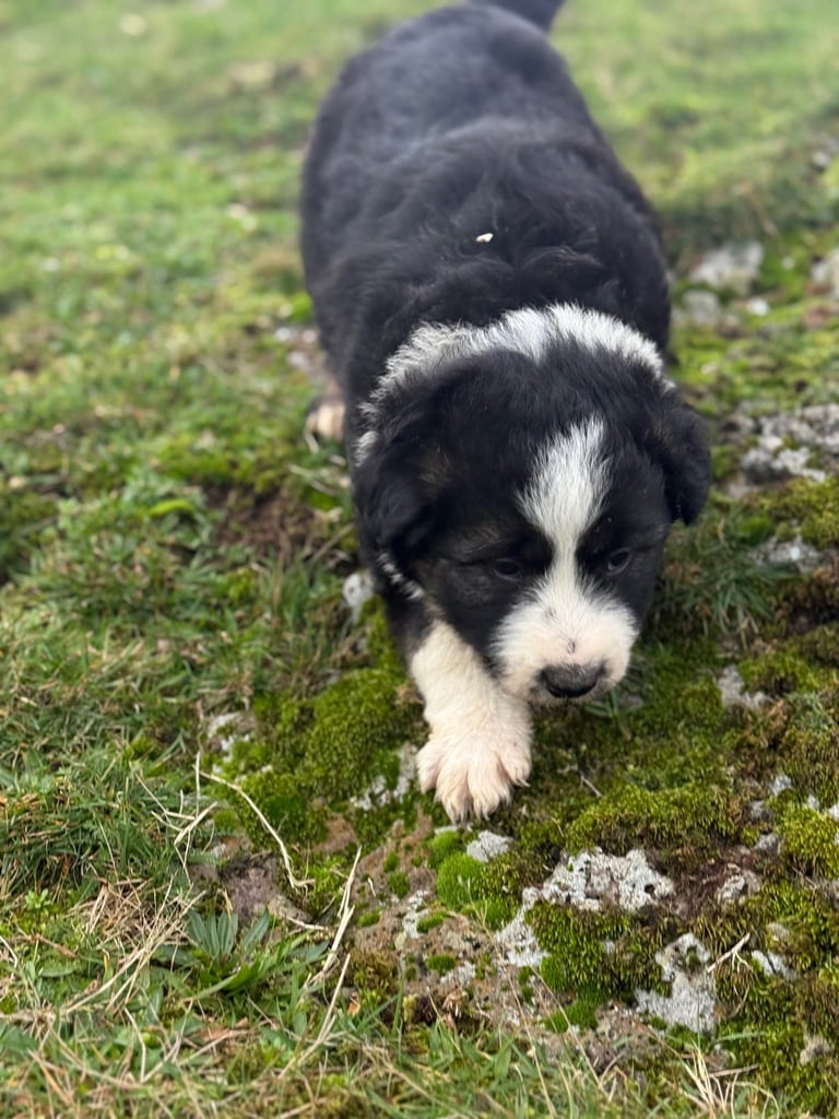 Bearded Collie pups