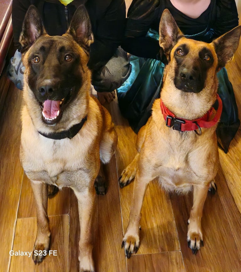 Stunning Belgian Malinois puppies for sale