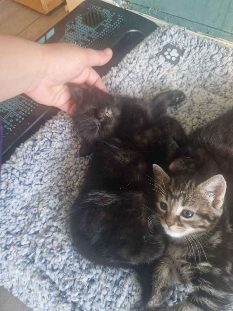 Kittens for sale