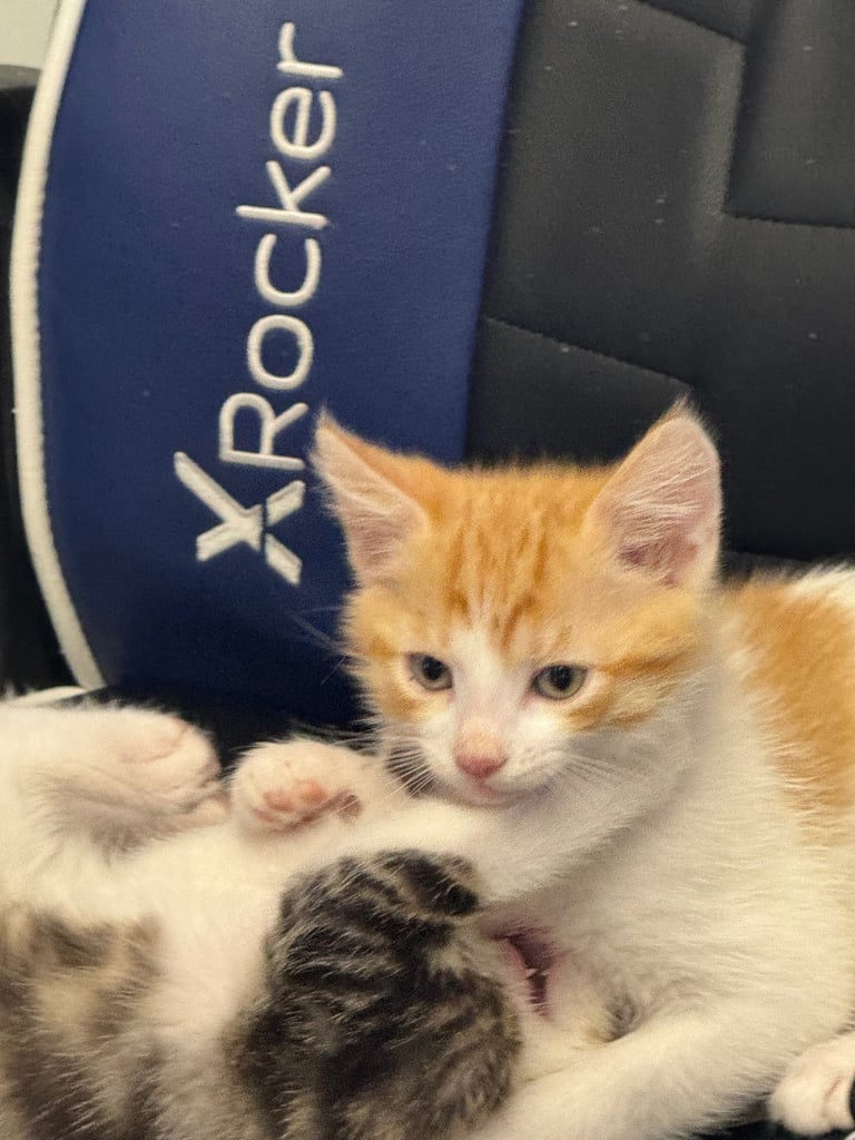 image for 3 kittens left updated 