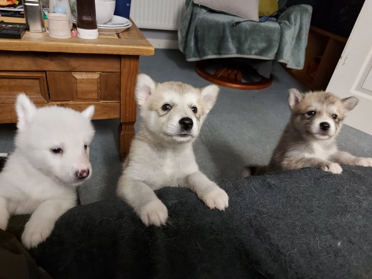 image for Huskita malamute puppies