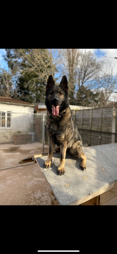TOP QUALITY CZECH GERMAN SHEPHERDS AVAILABLE!
