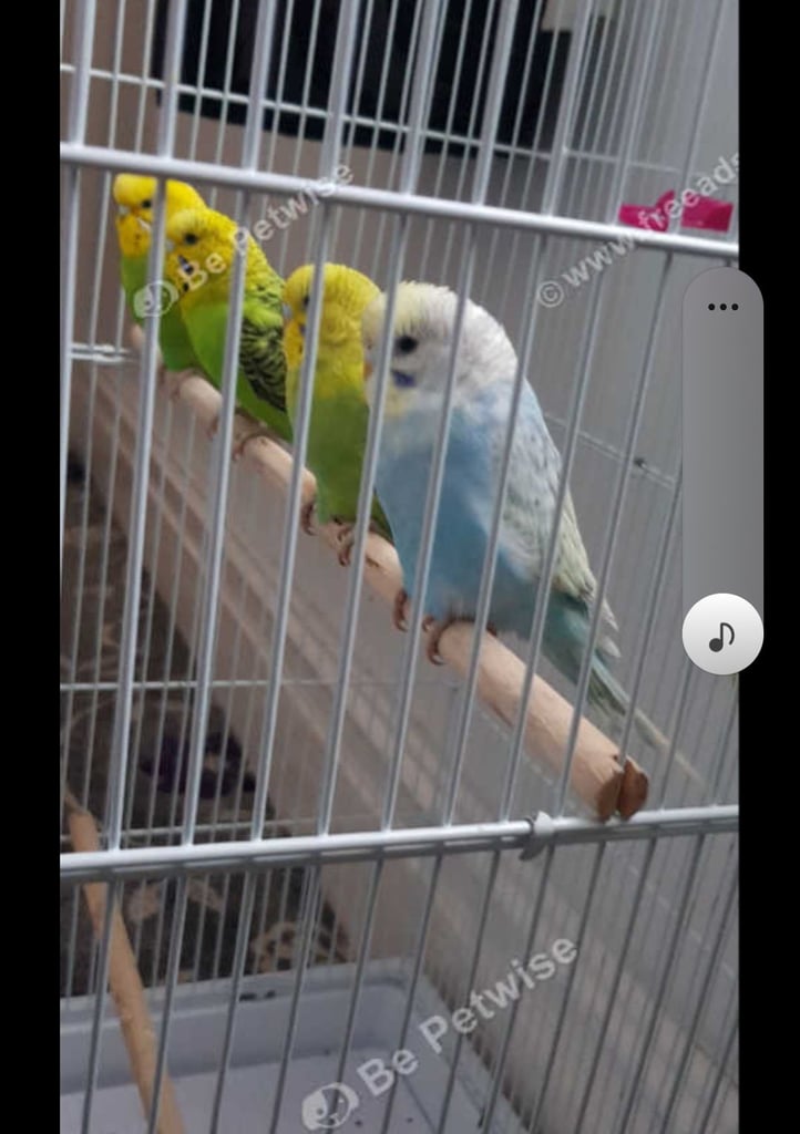 image for Budgie accessories 