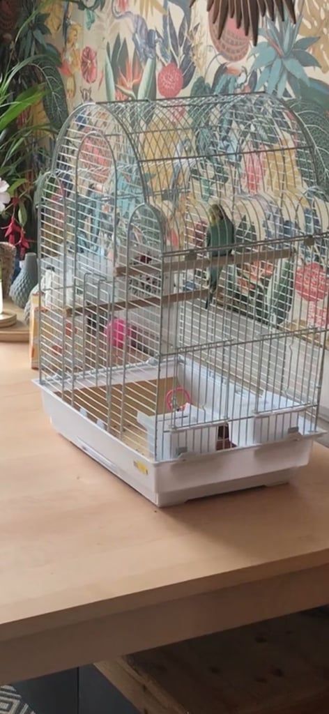 3 year old Budgie