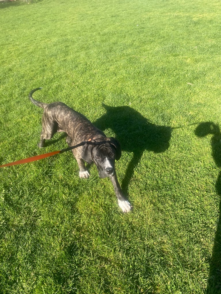Bully kutta Pakistani mastiff 