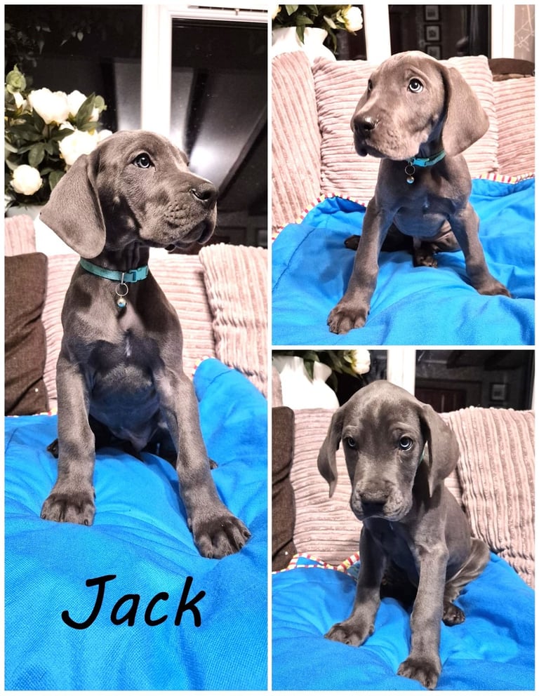Great Dane puppies reduced 