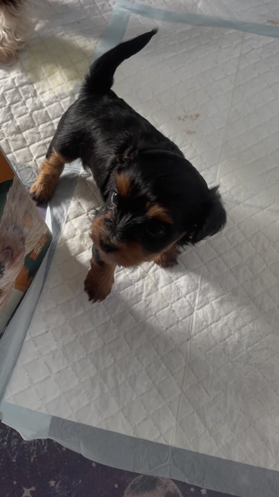 2 cute cockapoo x Maltese pups RESERVED 