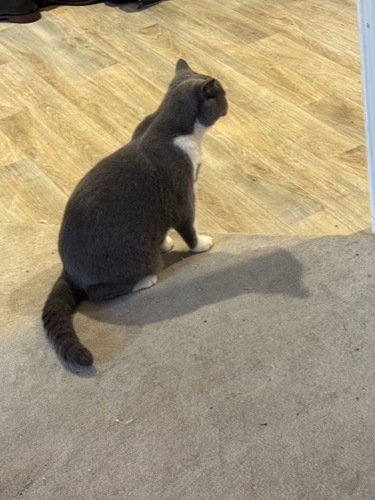 Blue BSH female cat 