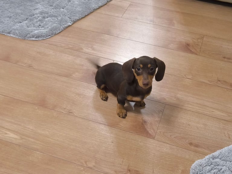 Beautiful miniature dachshund for sale 