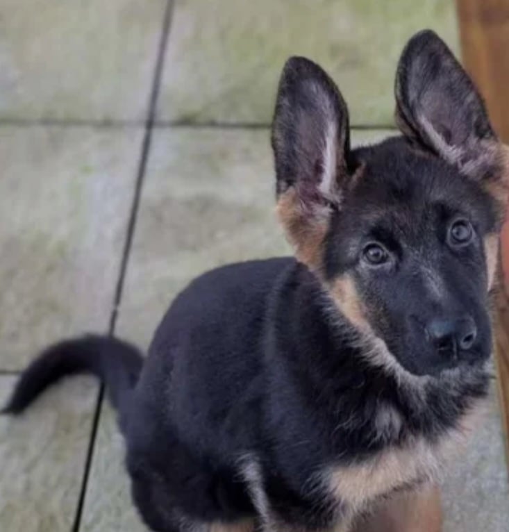 11 week old females german shepherd puppy.