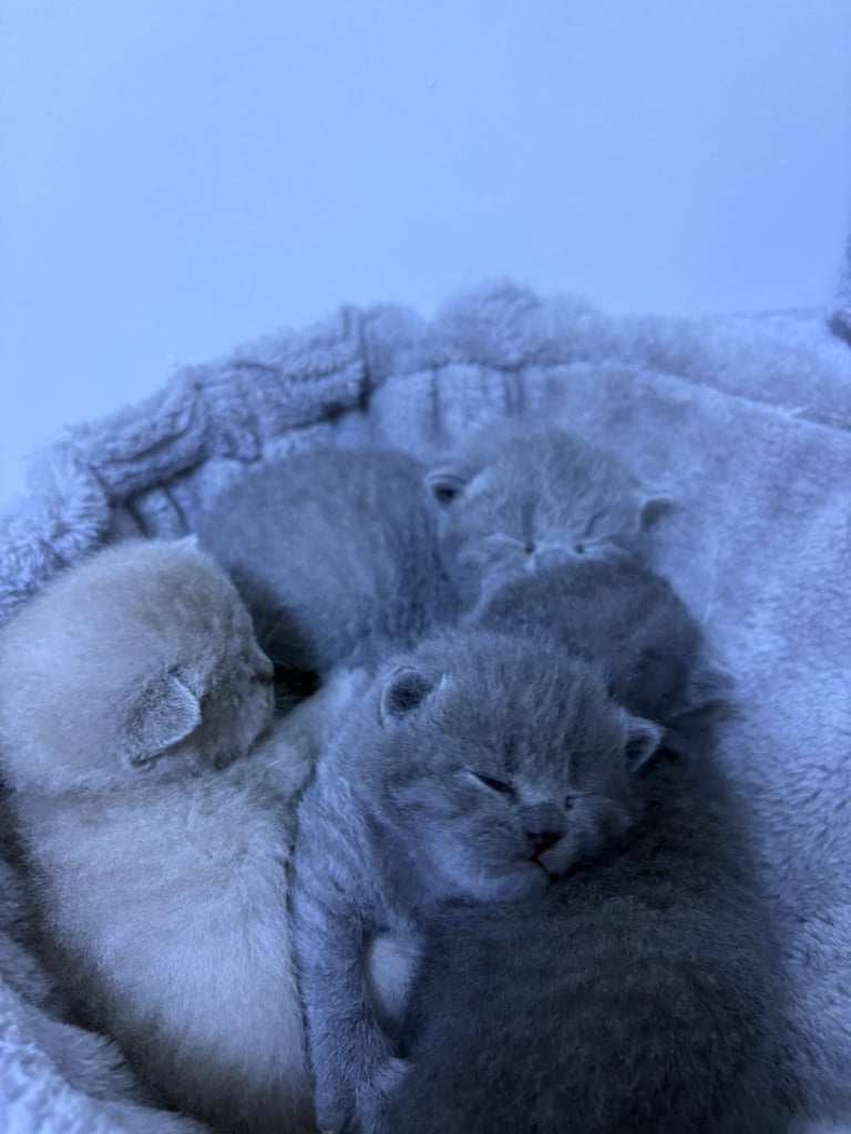 Kitten biritish shorthair 