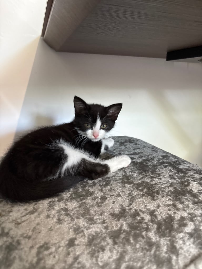 image for Kittens