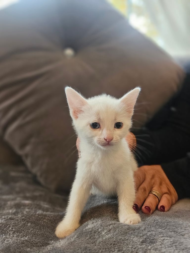 5 beautiful kitten's