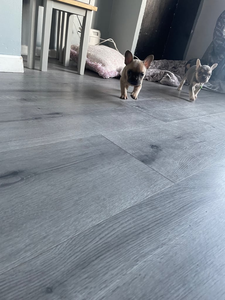 French bull dog 7 week old puppies 