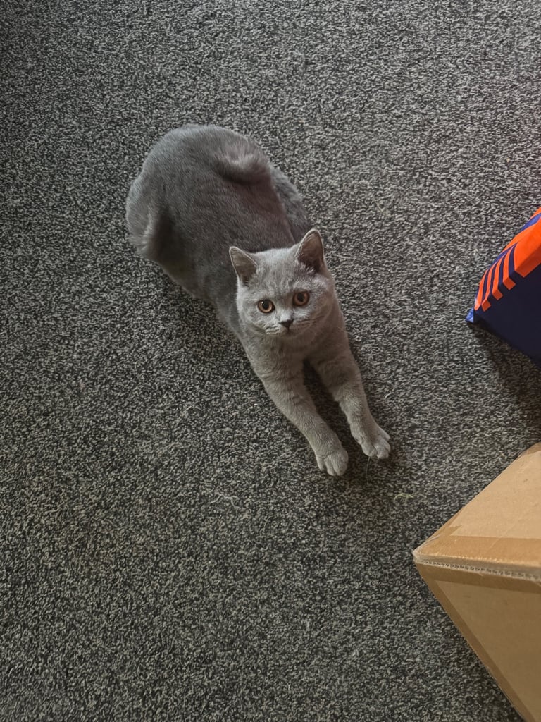 Bsh blue female kitten 12 weeks please read description.