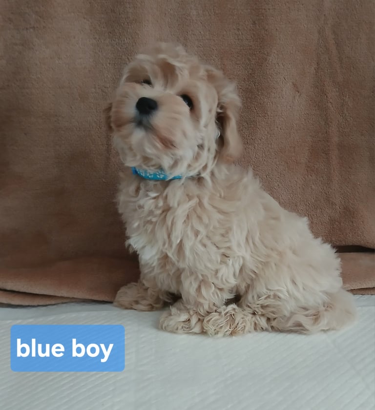 Stunning maltipoo pups 