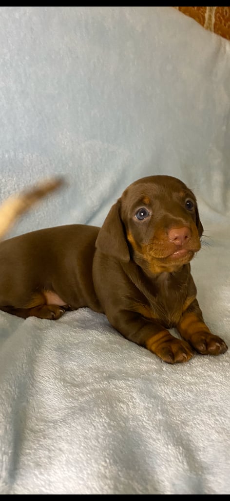6 weeks old dachshund only One Female Left
