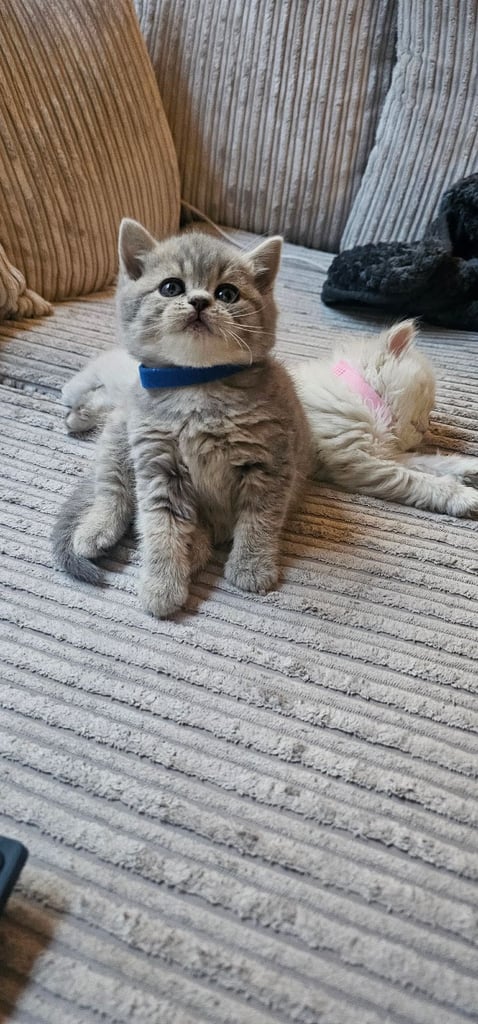 🐱 Gorgeous Persian × British Shorthair Kittens – Ready Soon 🐱