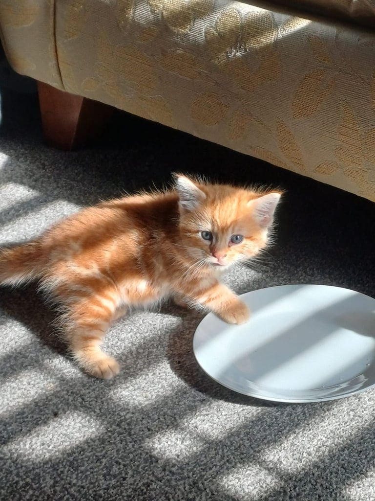 The last of 3 adorable 7week old kittens looking for their forever home