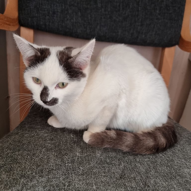 European short hair cat