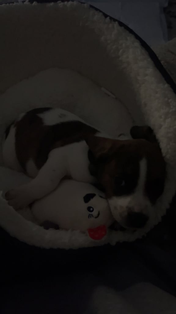 Mini Jack Russell puppy