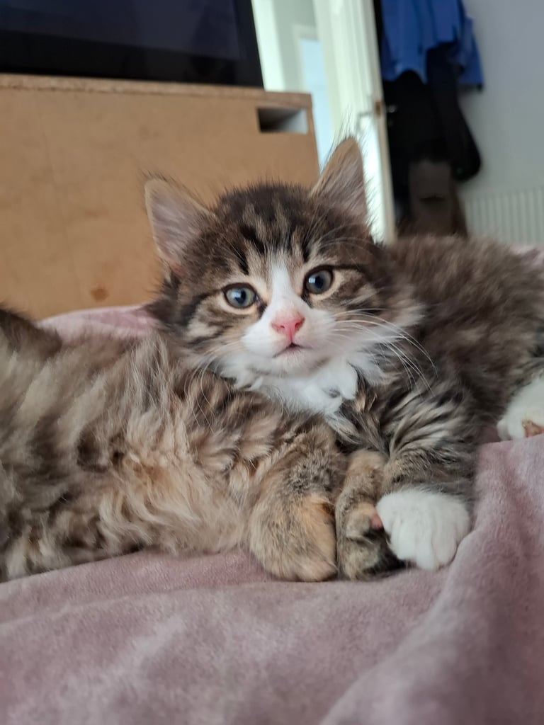 4 very fluffy kittens 8 weeks and Salem 4 months
