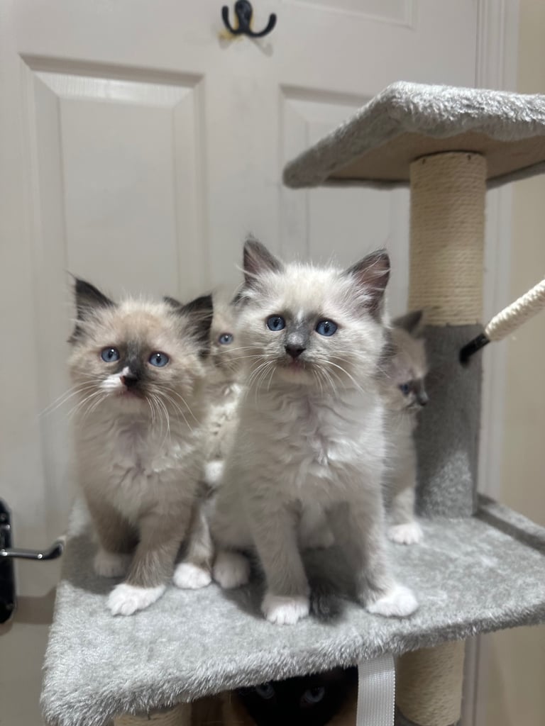 image for Gentle 🤍 Pure breed ragdoll, GCCF reg parents, available 
