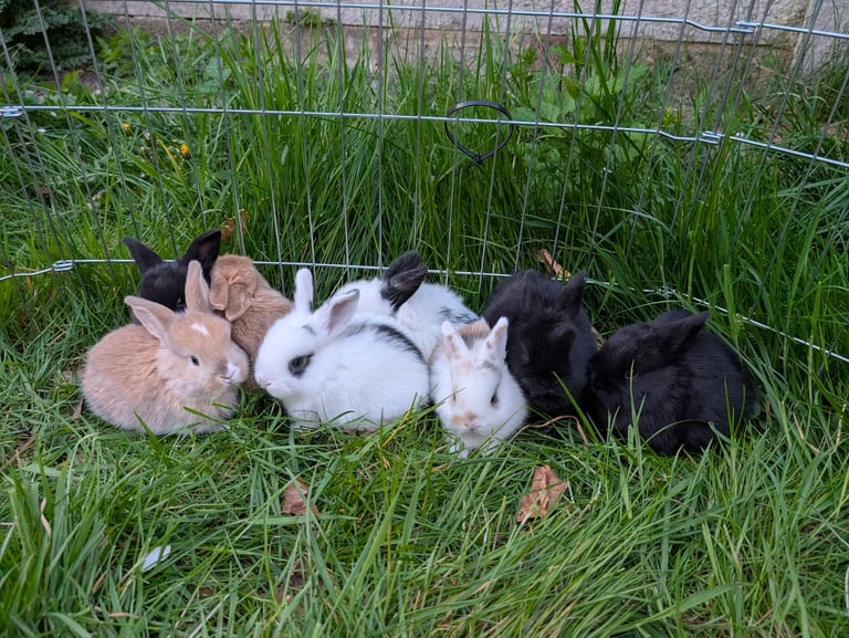 image for Baby lop ear rabbits for sale