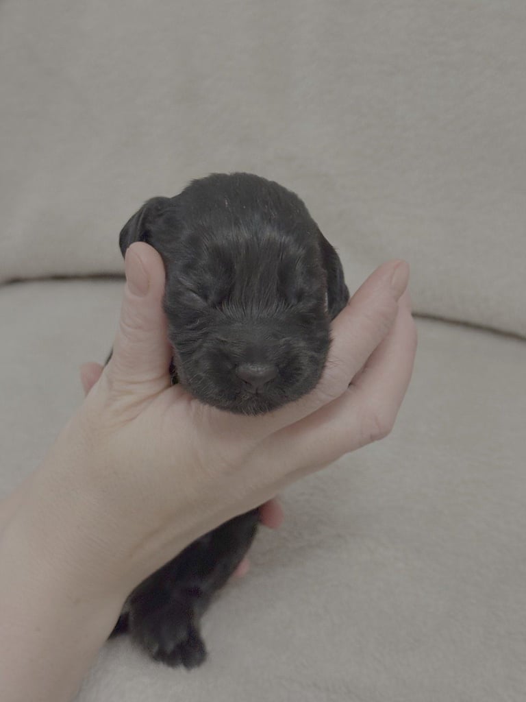 Cocker spaniel puppies for sale