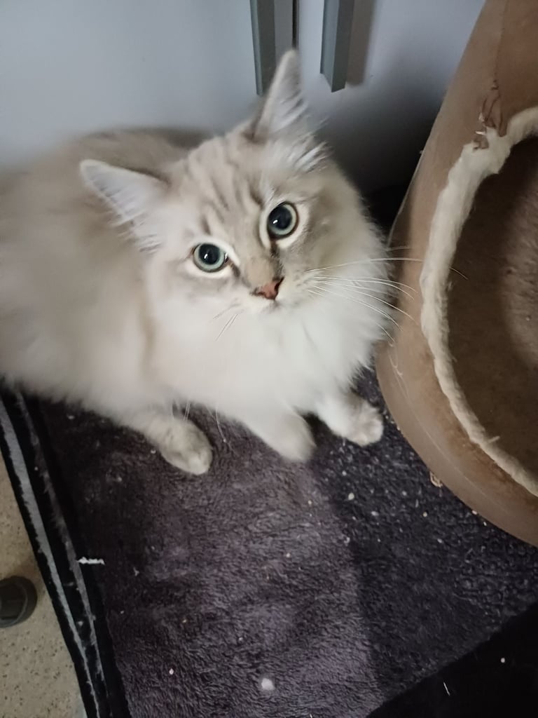Rehome 5 month old Ragdoll/MaineCoon