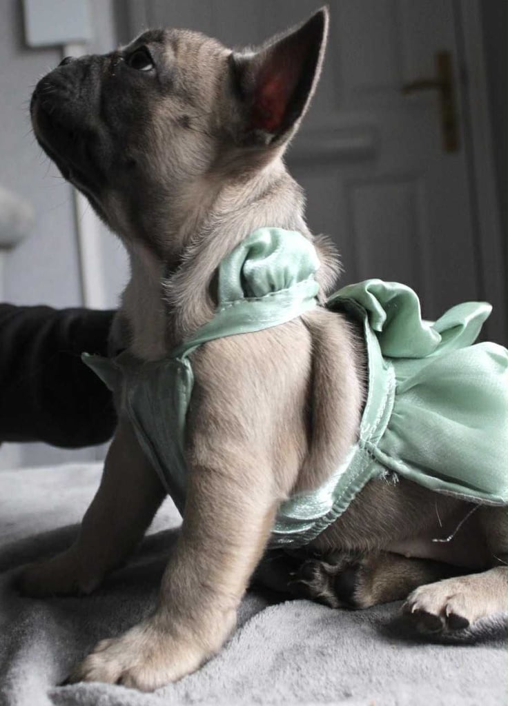 French Bulldog Puppies 