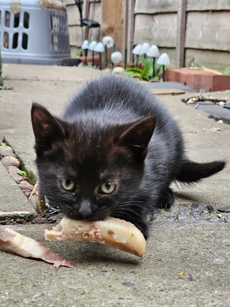 Cats for sale