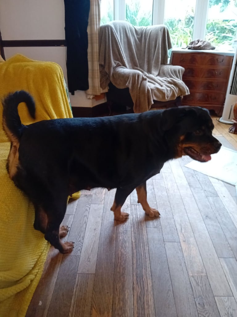  ROTTWEILER PUPS FOR SALE***KC REG***FULLY INJECTED***