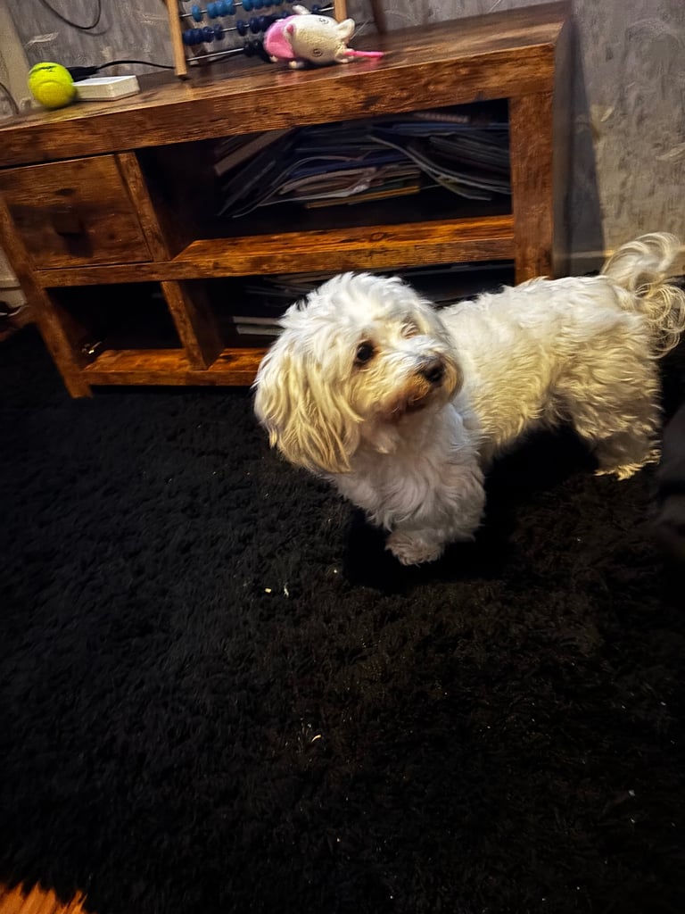 Bichon Frise × Maltese (small breed)