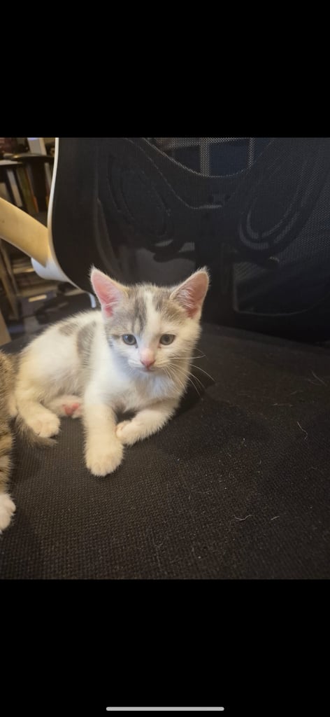 image for Kitten for sale 