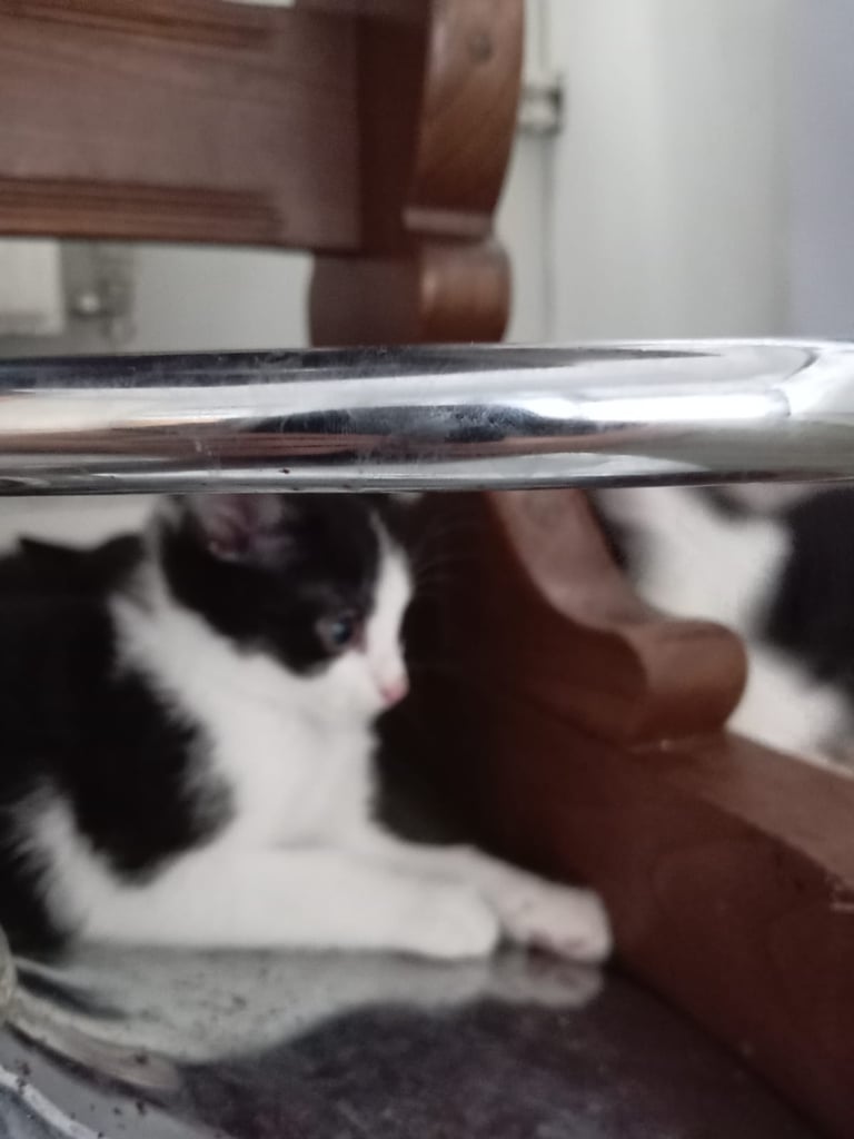 Kitten