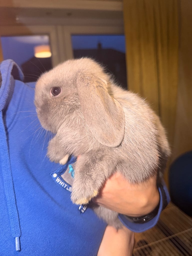 2 male mini lops for sale