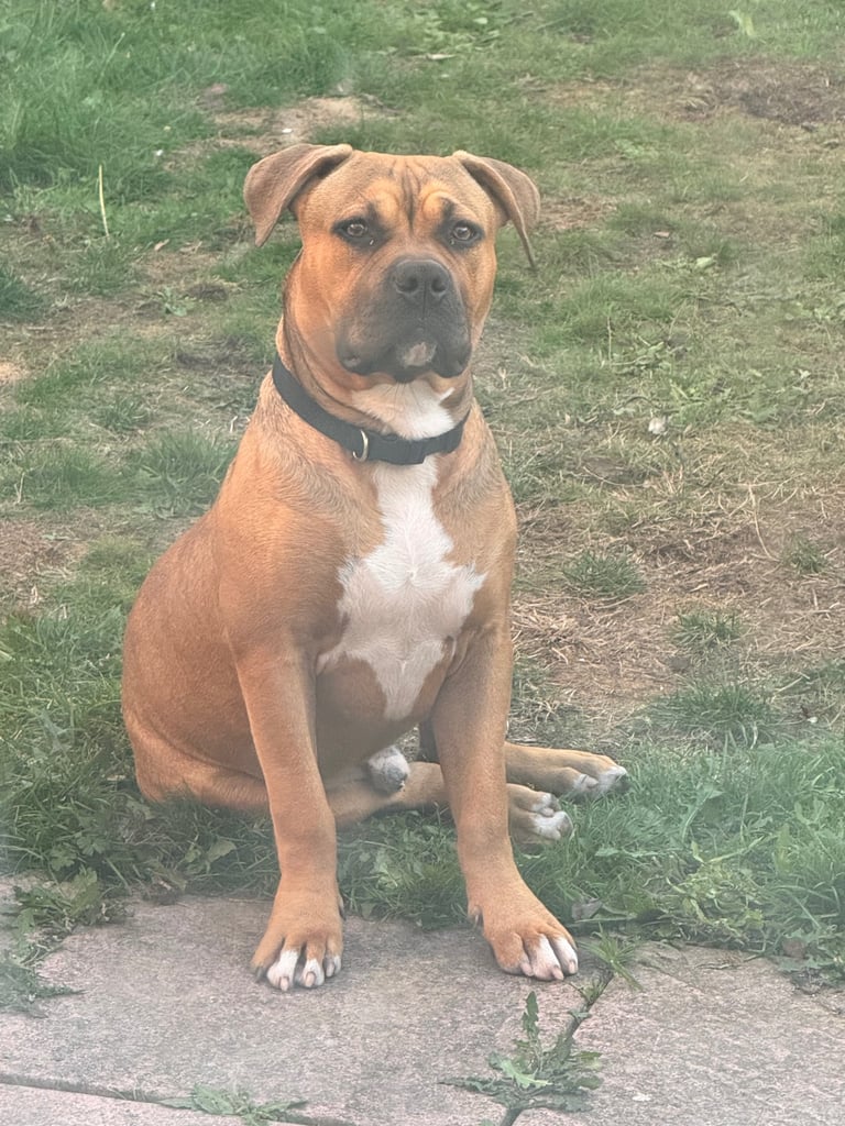American Staffy mix 