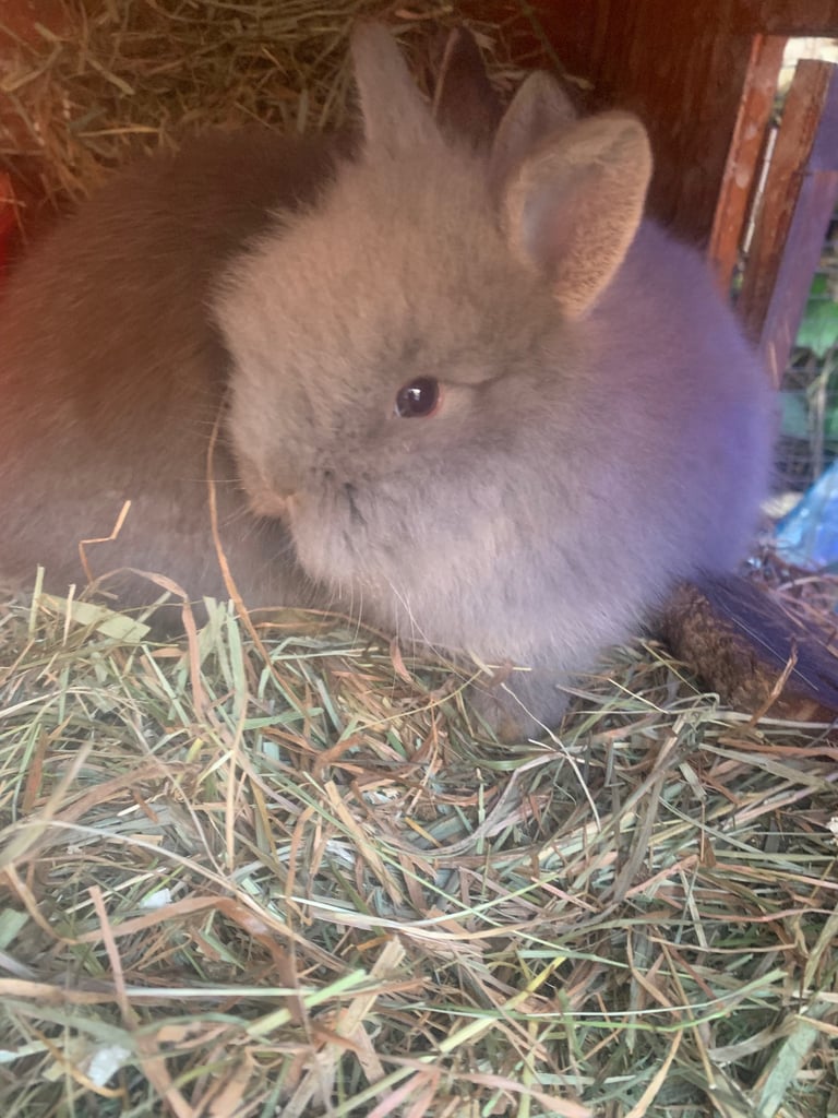 Baby lion head bunnies ready to go 