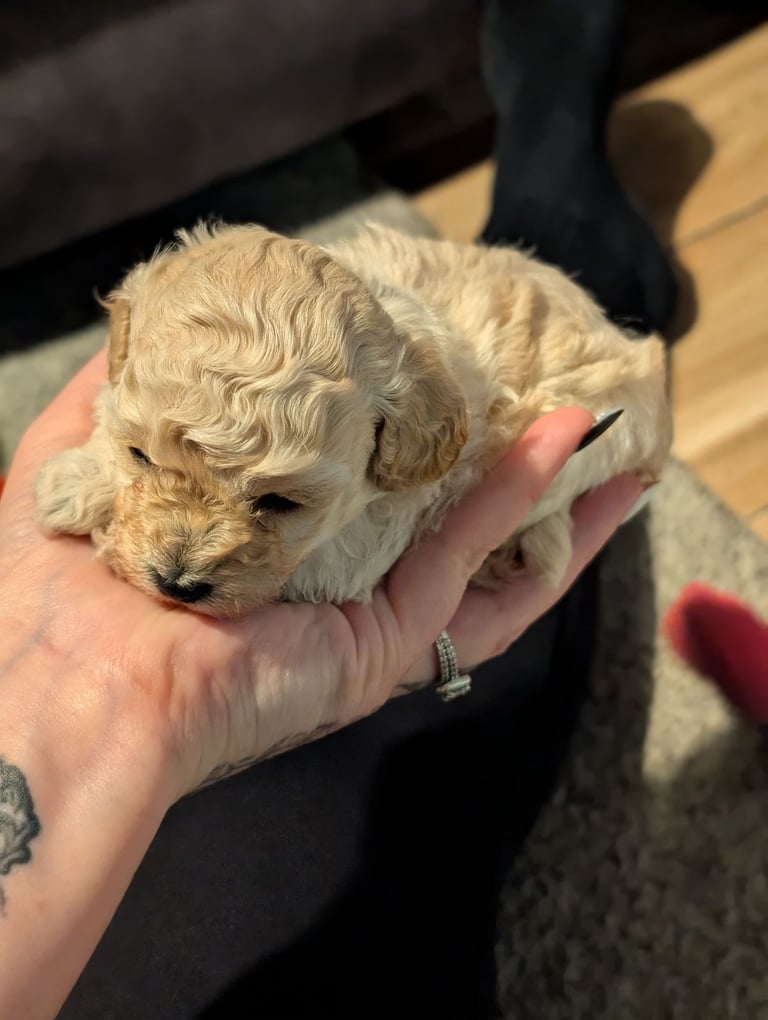 Toy poodle puppy 