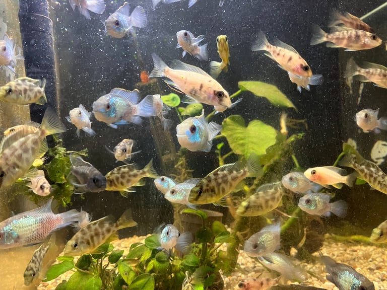On peacocks and Electric blue Acara