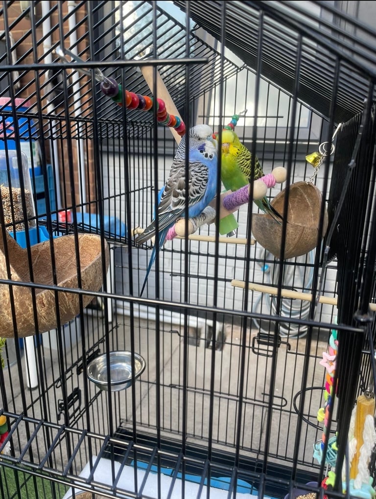 birds for sale Birmingham 