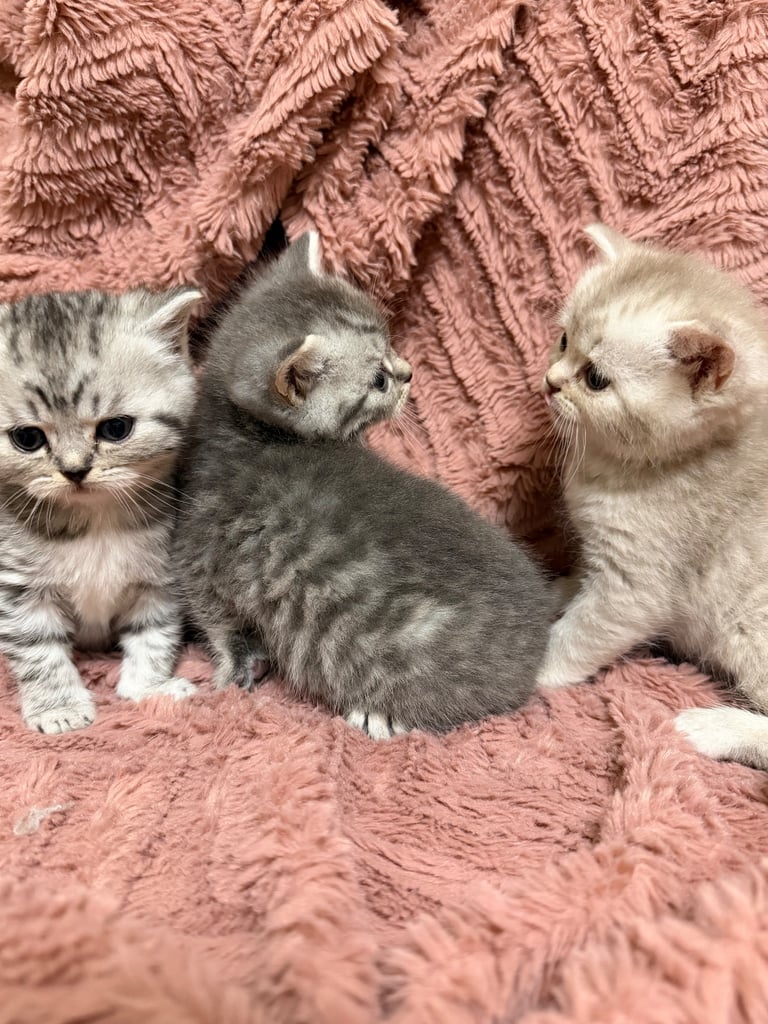 Beautiful Persian kittens. Last 3 to be Rehomed 
