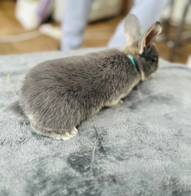Rabbits for sale